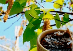 Birch tar from the fungus